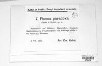Phoma paradoxa image